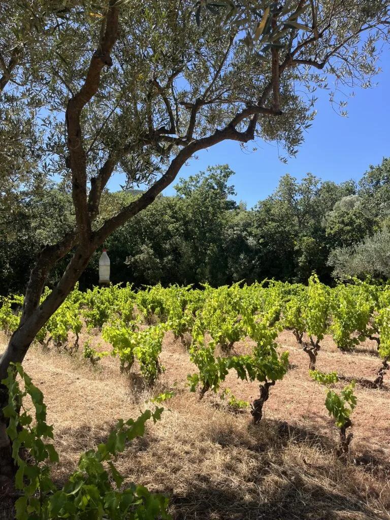 pique nique dans les vignes, pique nique vignoble var, pique nique provence vignes, lieu privatise vignes, dolce vita var, pique nique ete, pique nique d ete , pique nique estival, pique nique vignes ete, activite ete var, dolce vita